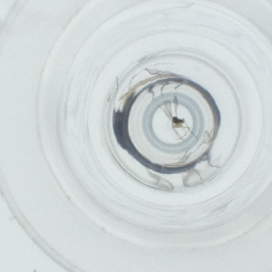  ( - RRNW_168_B8)  @11 [ ] by  Genome Research Ltd as Wellcome Sanger Institute Genome Research Limited operating as Wellcome Sanger Institute