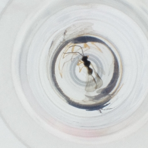  ( - RRNW_170_G9)  @11 [ ] by  Genome Research Ltd as Wellcome Sanger Institute Genome Research Limited operating as Wellcome Sanger Institute