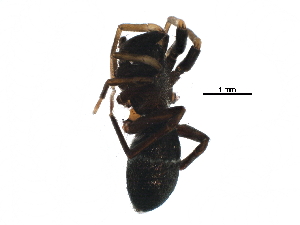  ( - BIOUG20596-G11)  @12 [ ] CreativeCommons - Attribution (2016) CBG Photography Group Centre for Biodiversity Genomics