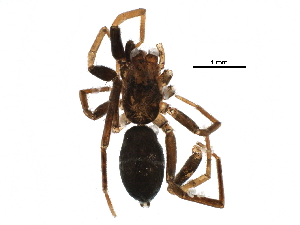  ( - BIOUG20599-C01)  @12 [ ] CreativeCommons - Attribution (2016) CBG Photography Group Centre for Biodiversity Genomics