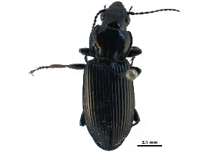  (Pterostichus melanarius - BIOUG22635-G02)  @14 [ ] CreativeCommons - Attribution (2016) CBG Photography Group Centre for Biodiversity Genomics