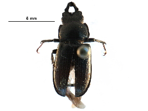  ( - BIOUG22635-H02)  @13 [ ] CreativeCommons - Attribution (2016) CBG Photography Group Centre for Biodiversity Genomics