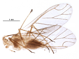  (Acyrthosiphon malvae - BIOUG22833-A10)  @14 [ ] CreativeCommons - Attribution (2016) CBG Photography Group Centre for Biodiversity Genomics