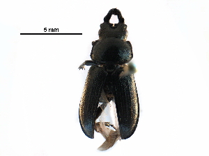  ( - BIOUG22845-H01)  @13 [ ] CreativeCommons - Attribution (2016) CBG Photography Group Centre for Biodiversity Genomics