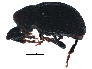  (Rhyssomatus aequalis - BIOUG24162-E02)  @13 [ ] CreativeCommons - Attribution (2016) CBG Photography Group Centre for Biodiversity Genomics