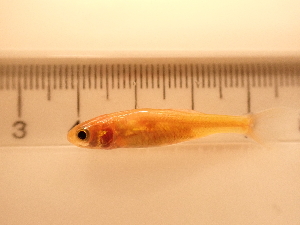  ( - RAM_PISC_097)  @11 [ ] Unspecified (default): All Rights Reserved  Unspecified Unspecified