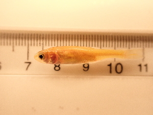  ( - RAM_PISC_099)  @11 [ ] Unspecified (default): All Rights Reserved  Unspecified Unspecified