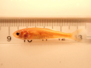  ( - RAM_PISC_101)  @11 [ ] Unspecified (default): All Rights Reserved  Unspecified Unspecified