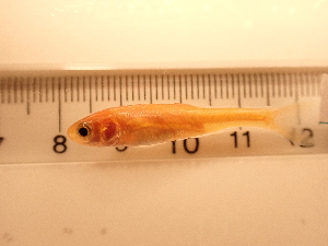  ( - RAM_PISC_104)  @11 [ ] Unspecified (default): All Rights Reserved  Unspecified Unspecified