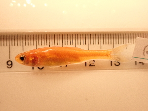  ( - RAM_PISC_105)  @11 [ ] Unspecified (default): All Rights Reserved  Unspecified Unspecified