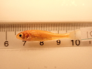  ( - RAM_PISC_106)  @11 [ ] Unspecified (default): All Rights Reserved  Unspecified Unspecified