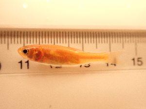  ( - RAM_PISC_114)  @11 [ ] Unspecified (default): All Rights Reserved  Unspecified Unspecified