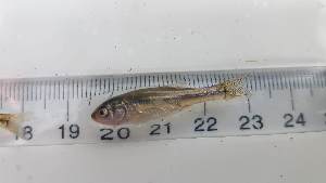  ( - RAM_EDMN_167)  @11 [ ] Unspecified (default): All Rights Reserved  Unspecified Unspecified