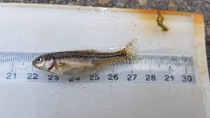  ( - RAM_EDMN_188)  @11 [ ] Unspecified (default): All Rights Reserved  Unspecified Unspecified