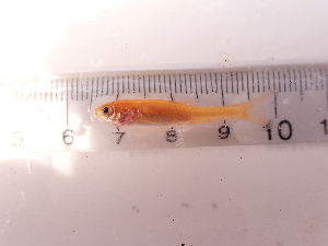  ( - RAM_PTSM_221)  @11 [ ] Unspecified (default): All Rights Reserved  Unspecified Unspecified