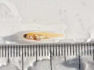  ( - RAM_COHILL_303)  @11 [ ] Unspecified (default): All Rights Reserved  Unspecified Unspecified