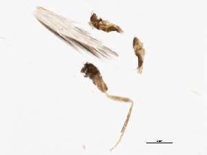  (Metrichia - UMSP000106509)  @12 [ ] CreativeCommons - Attribution (2010) CBG Photography Group Centre for Biodiversity Genomics