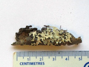  ( - CCDB-23968-A02)  @11 [ ] CreativeCommons - Attribution (2016) CBG Photography Group Centre for Biodiversity Genomics