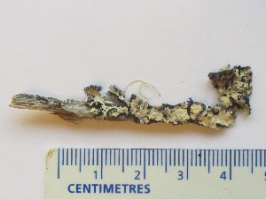  ( - CCDB-23968-A04)  @11 [ ] CreativeCommons - Attribution (2016) CBG Photography Group Centre for Biodiversity Genomics