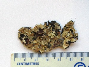  ( - CCDB-23968-B02)  @11 [ ] CreativeCommons - Attribution (2016) CBG Photography Group Centre for Biodiversity Genomics
