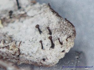  (Calicium parvum - CCDB-23968-F06)  @11 [ ] CreativeCommons - Attribution (2016) CBG Photography Group Centre for Biodiversity Genomics
