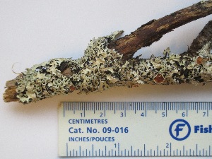  (Parmelia squarrosa - CCDB-23968-G02)  @11 [ ] CreativeCommons - Attribution (2016) CBG Photography Group Centre for Biodiversity Genomics