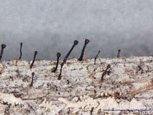 ( - CCDB-23968-G06)  @11 [ ] CreativeCommons - Attribution (2016) CBG Photography Group Centre for Biodiversity Genomics