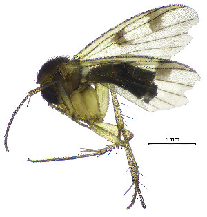  (Mycetophila gentilicia - DIPT_FRIP_0076)  @11 [ ] by-nc-sa (2013) A. Polevoi Forest Research Institute KarRC RAS