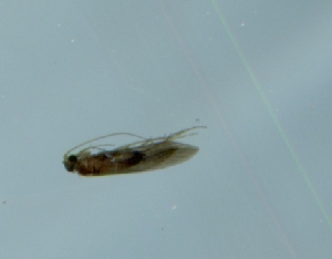  (Psychomyia forcipata - TVTRI0264)  @12 [ ] Unspecified (default): All Rights Reserved  Unspecified Unspecified