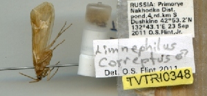  (Limnephilus correptus - TVTRI0348)  @12 [ ] Unspecified (default): All Rights Reserved  Unspecified Unspecified