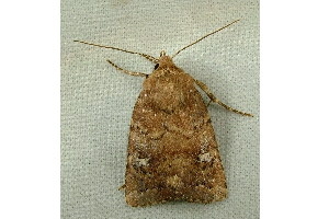  ( - RWWA-0571)  @12 [ ] Copyright (2010) Unspecified Unspecified