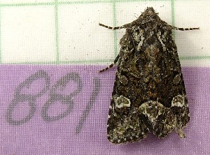  ( - RWWA-0801)  @13 [ ] Copyright (2010) Unspecified Unspecified