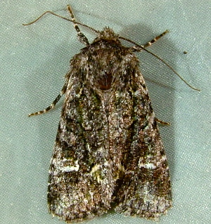  ( - BIOUG09751-B12)  @13 [ ] CreativeCommons - Attribution (2014) CBG Photography Group Centre for Biodiversity Genomics