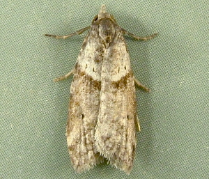  ( - RWWA-3720)  @13 [ ] CreativeCommons - Attribution Non-Commercial Share-Alike (2012) Richard Wilson Unspecified