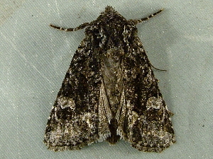  ( - RWWA-3820)  @13 [ ] CreativeCommons - Attribution Non-Commercial Share-Alike (2012) Richard Wilson Unspecified