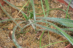  (Gethyllis barkerae subsp. paucifolius - Summerfield_2093)  @11 [ ] CreativeCommons - Attribution Non-Commercial Share-Alike (2012) P. Spies UFS