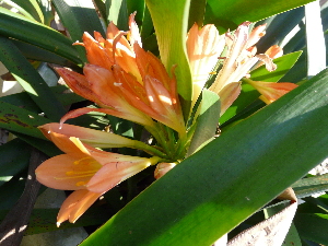  (Clivia miniata - UFS089)  @11 [ ] Unspecified (default): All Rights Reserved  Unspecified Unspecified