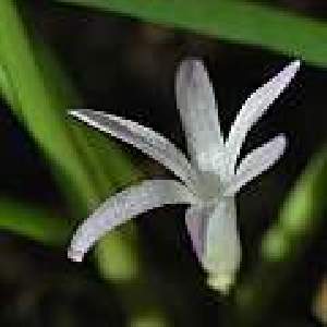  (Lachenalia paucifolia - UFS137)  @11 [ ] Unspecified (default): All Rights Reserved  Unspecified Unspecified