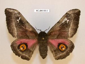  ( - BC-ARI 0057)  @11 [ ] Copyright (2011) Andreas Riekert Unspecified