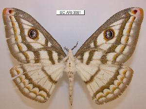  ( - BC-ARI 0081)  @13 [ ] Copyright (2011) Andreas Riekert Unspecified