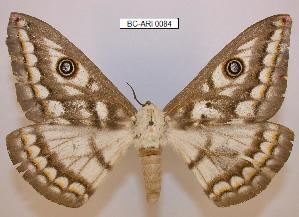  (Heniocha bioculata - BC-ARI 0084)  @15 [ ] Copyright (2011) Andreas Riekert Unspecified