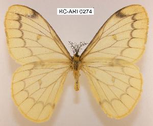  ( - BC-ARI 0274)  @14 [ ] Copyright (2011) Andreas Riekert Unspecified