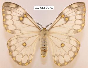  ( - BC-ARI 0276)  @15 [ ] Copyright (2011) Andreas Riekert Unspecified