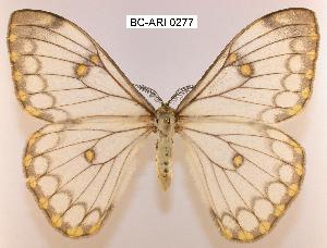  ( - BC-ARI 0277)  @15 [ ] Copyright (2011) Andreas Riekert Unspecified