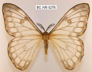  (Pseudaphelia apollinaris - BC-ARI 0278)  @15 [ ] Copyright (2011) Andreas Riekert Unspecified