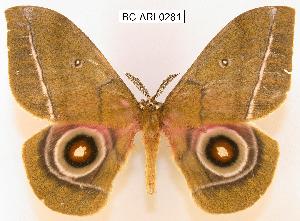  (Gonimbrasia conradsi - BC-ARI 0281)  @15 [ ] Copyright (2011) Andreas Riekert Unspecified