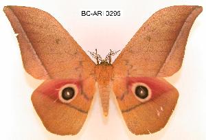  (Lobobunaea kuehnei - BC-ARI 0295)  @15 [ ] Copyright (2011) Andreas Riekert Unspecified