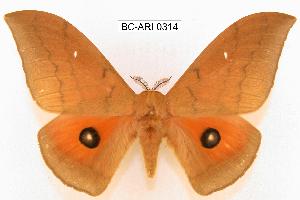  (Pseudobunaea heyeri citrinarius - BC-ARI 0314)  @15 [ ] Copyright (2011) Andreas Riekert Unspecified