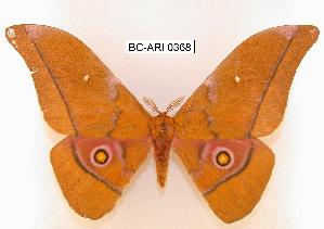  (Gonimbrasia myrtea - BC-ARI 0368)  @15 [ ] Copyright (2011) Andreas Riekert Unspecified
