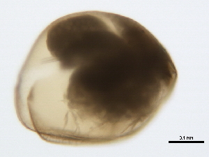  ( - 09PROBE-JM024)  @12 [ ] CreativeCommons - Attribution (2010) CBG Photography Group Centre for Biodiversity Genomics